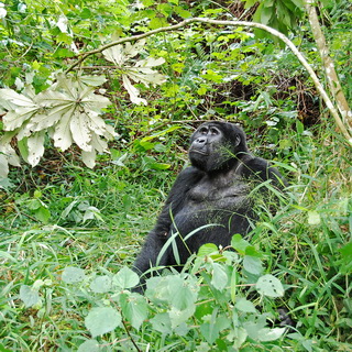 Bwindi - Gorilla - Karibu